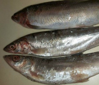 ������ �����: ��� ����������, ��� ����� �������� ���� ������� ����� �� �������