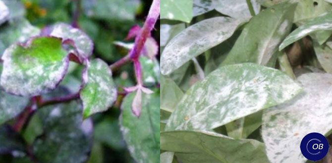 ���������� ���������� ����: ��� ���������� �������� ���� �� ��������� ���� � ���