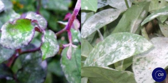 ���������� ���������� ����: ��� ���������� �������� ���� �� ��������� ���� � ���