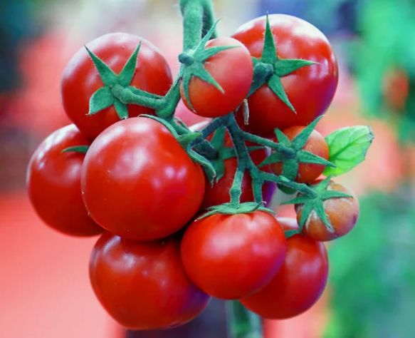 ���� �������, ������� ������� �������: ��� ������� �� 140 �� � 10 ������