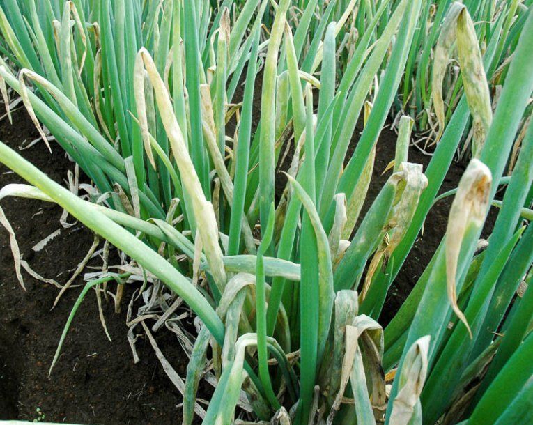 ������ ������ ������� ����: �������� ������� � �� �������