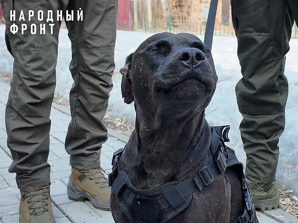 ������-������� �� �������� ������ ������ � ��� � �������� �� ������