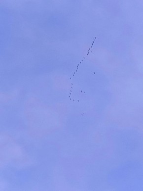 ����� ������� ��������� � ���������� �������