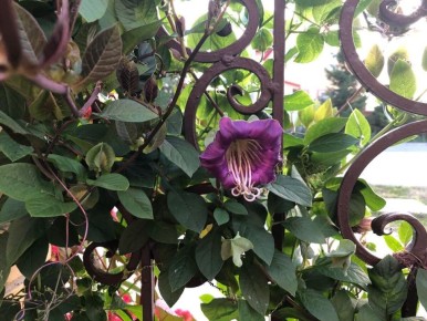 Кобея лазающая: секреты успешного роста из семян