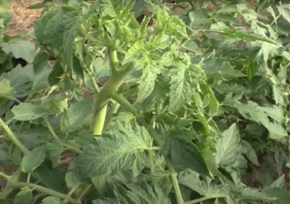 Урожай под угрозой: почему скручиваются листья у томатов и как это исправить