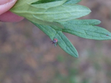 Как защититься от клещей: советы по безопасности на природе