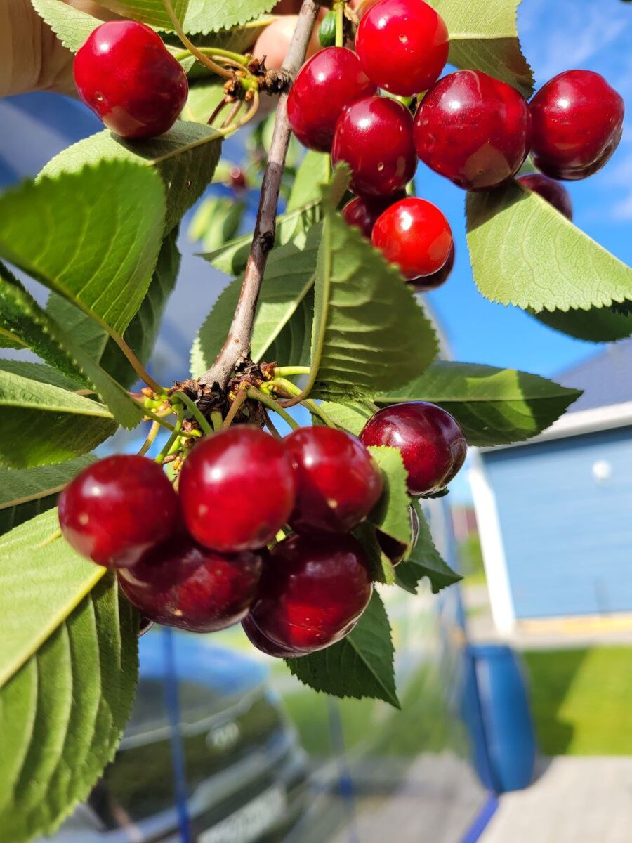 Как обеспечить богатый урожай плодовых деревьев?