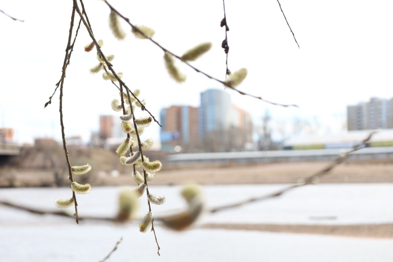 В Бурятии отмечают Вербное воскресенье: традиции, приметы и смысл праздника