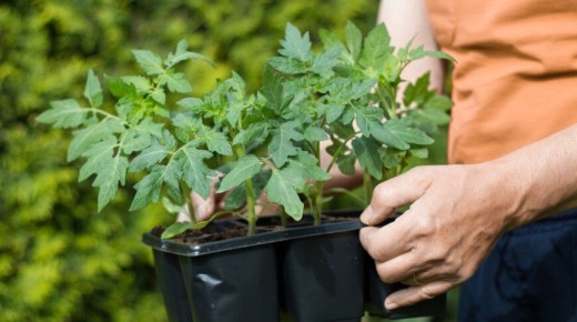 ������� ������� �������: ������ � ������������