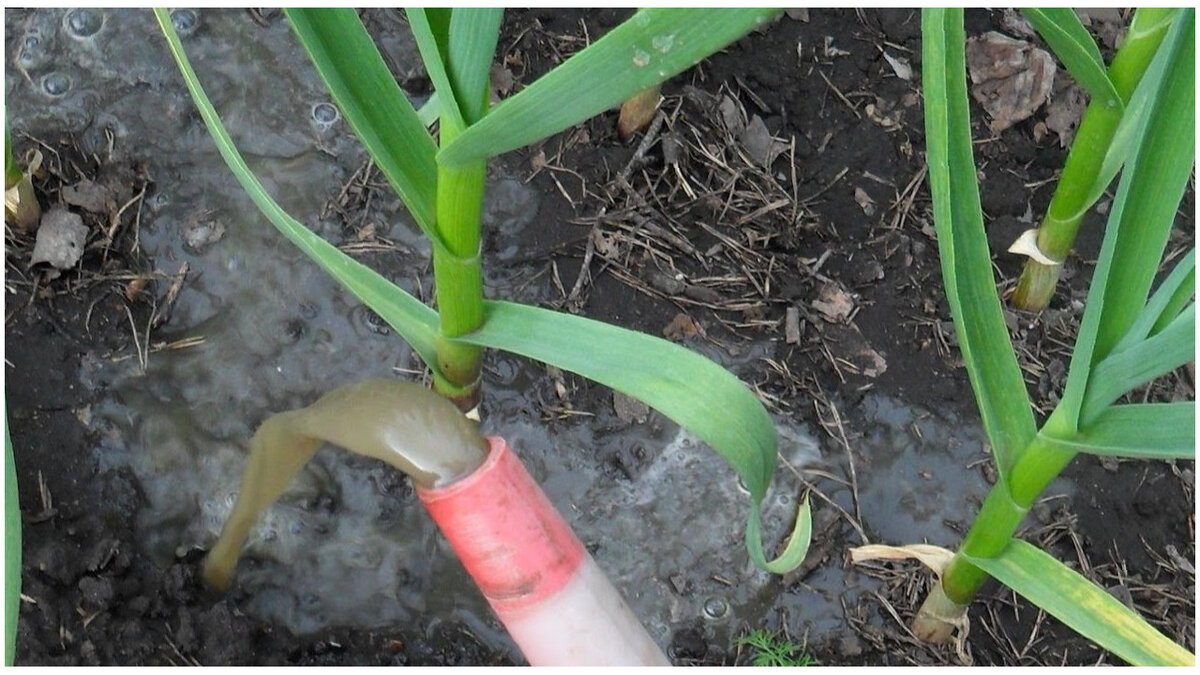 Последний штрих для богатого урожая чеснока: как не упустить момент подкормки