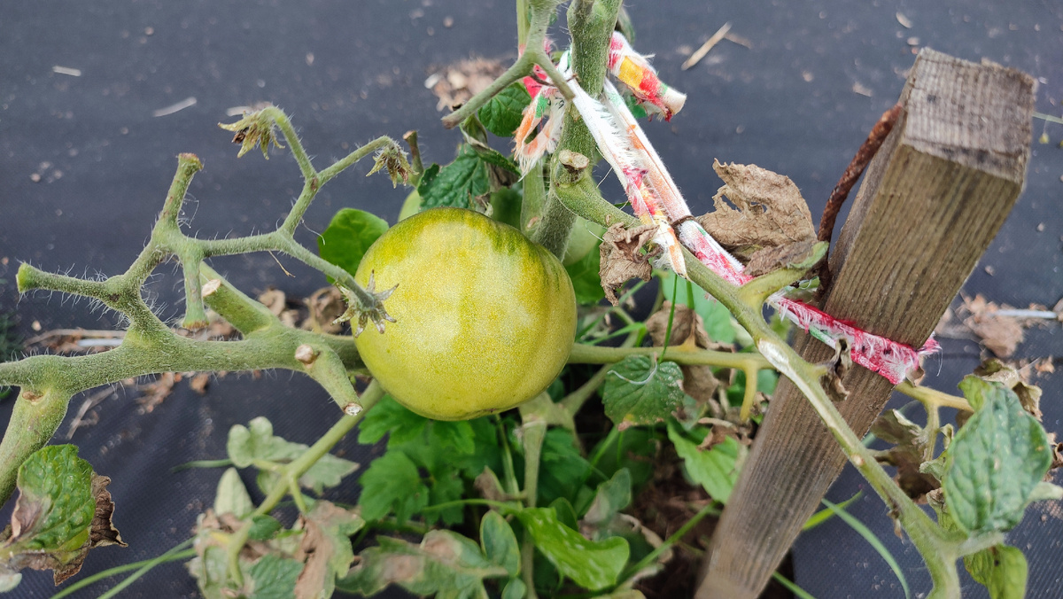 Утро с неожиданными приключениями: как поиски пульта привели к семейным вестям