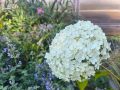 Обрезка гортензий: весна или осень?