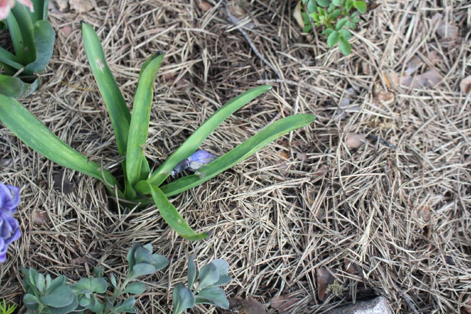 ������� ���������: ��� ���������� � ��������?