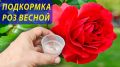 Как правильно подкармливать розы весной: секреты и советы опытных садоводов