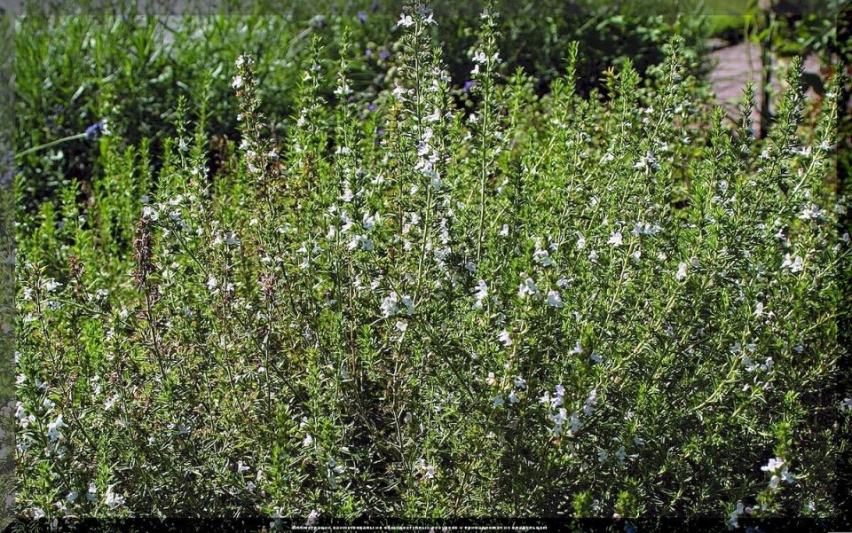 �������� �������� ��� ������ ����: ����������� ������� � ������ � �������