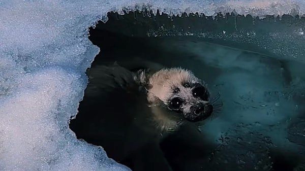 ������ ����� �������: ����������� ��� �������� ������� �����