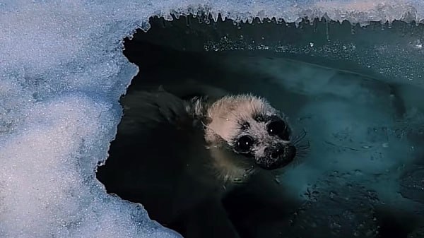 «Самая милая встреча»: Байкальский гид встретил детёныша нерпы