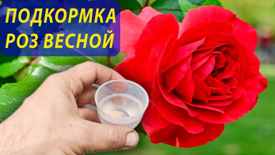 ��� ��������� ������������� ���� ������: ������� � ������ ������� ���������