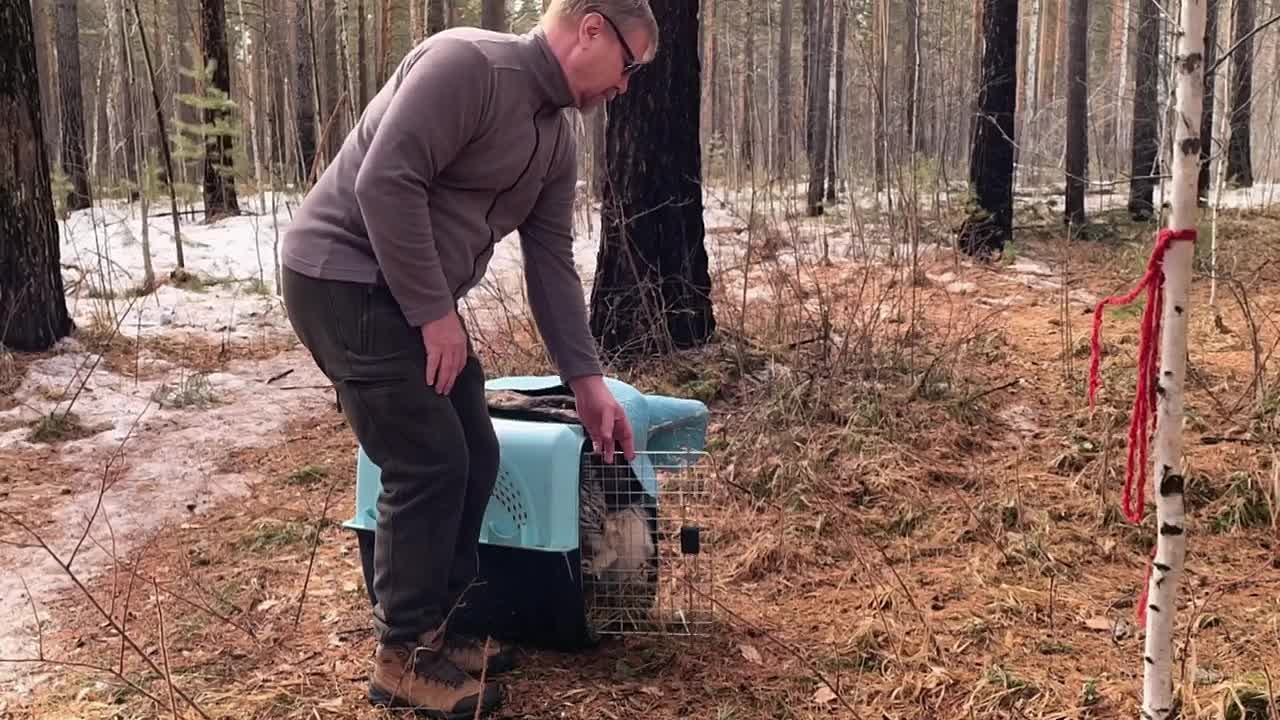 «Птичку-истеричку» выпустили на волю в Иркутской области