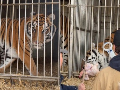 � ������� �������� 11 ����������� ������