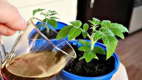 ��� ������� ������ �������: ��������� ������� ��� �������� �������, ������ � �������