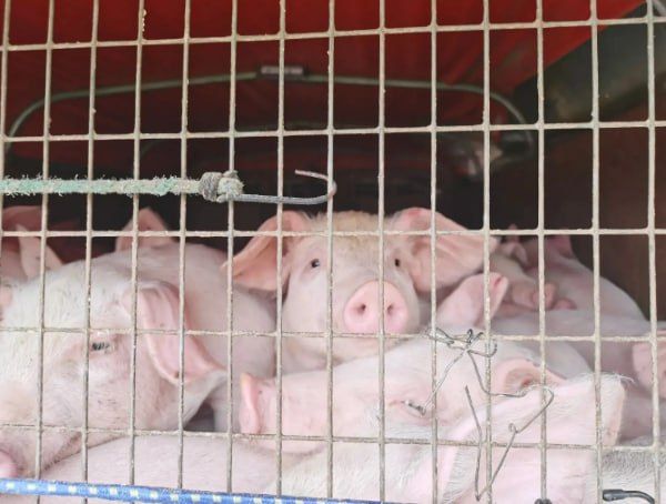 ����� ��������� �����-��������� �� ������� � �������