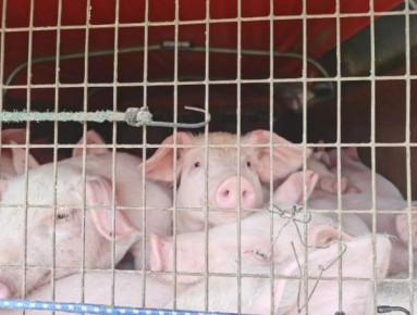 ����� ��������� �����-��������� �� ������� � �������