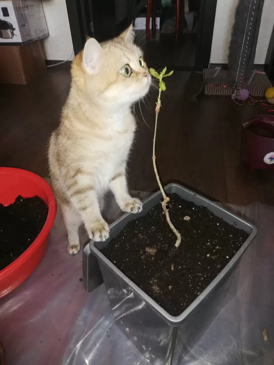 Как вырастить домашний бонсай из дуба и клена: пошаговая инструкция