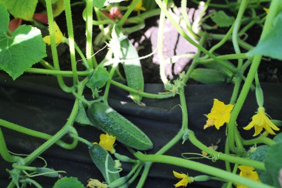 ������ ������ F1: ��������� ��������� ����� � �����������