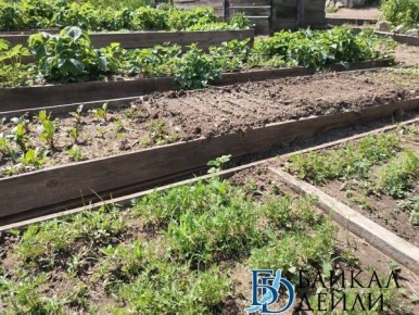 Жителей Бурятии попросили самостоятельно бороться со смертоносным борщевиком в огородах