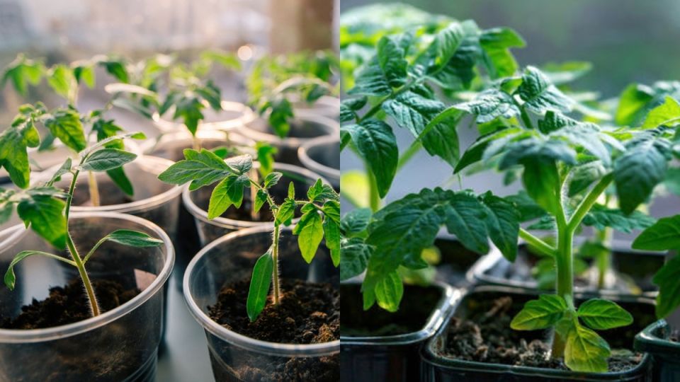 ��� ��������� ������� ������� �������: ������� �������� ������, ������� �������� ������ �� 180%