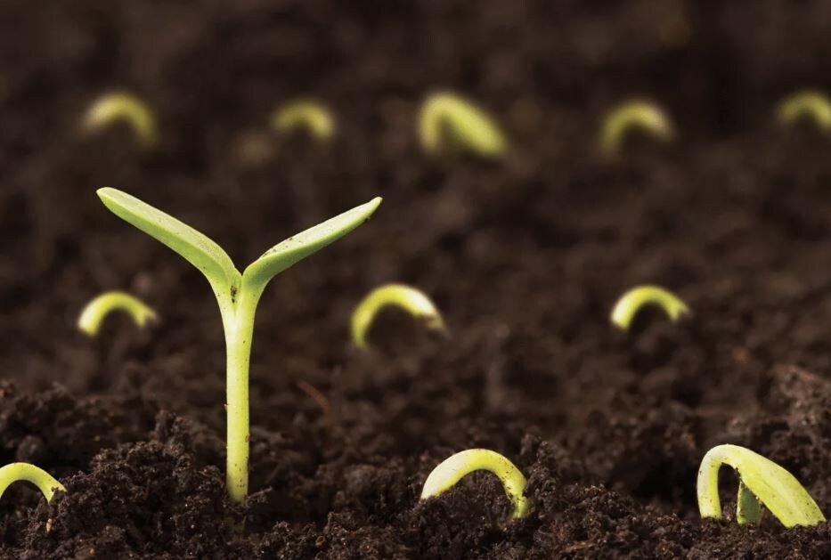 ������ ������ �� ������� ��� ������? ��������� ���������� ��������