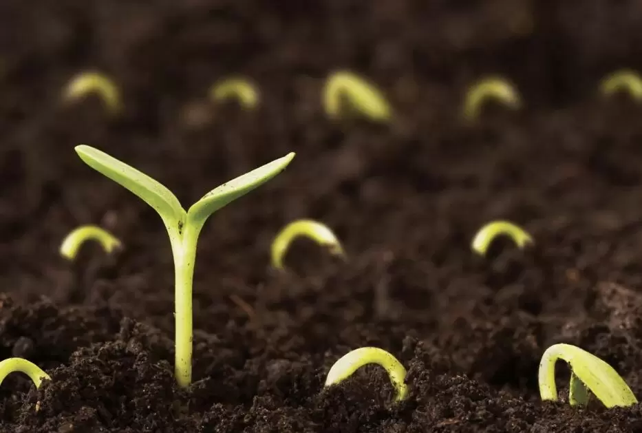 Почему семена не всходят как прежде? Объясняем актуальные проблемы