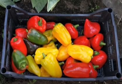 ���� � �������� ��������: ������������ ������ �� ������ ����