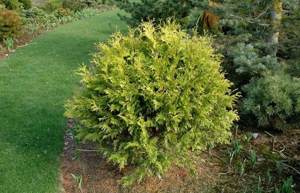 ��� �������� "������ ����": ��������� ������� ��� ������ ����