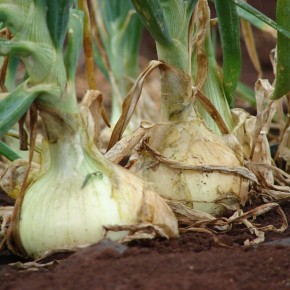 ������� ��������� ����������� ����: ������� � ����������� �������