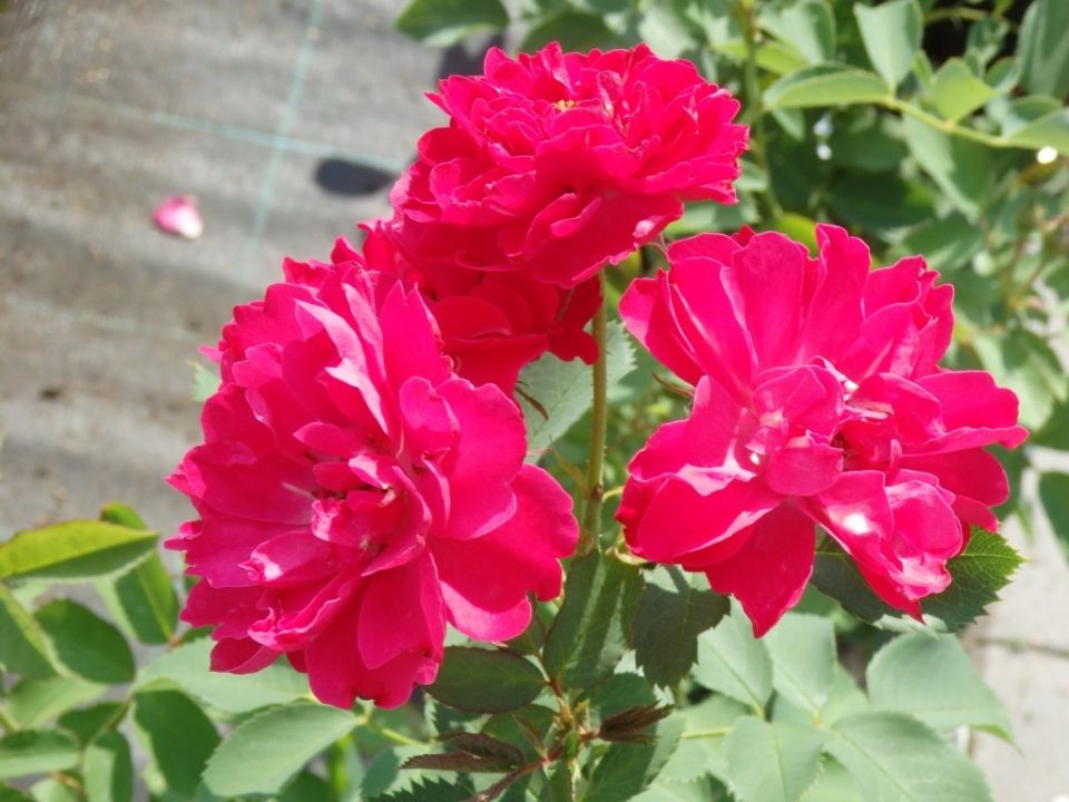 ��������� ����: ��������� ����� ��� ��������� ������������� �������