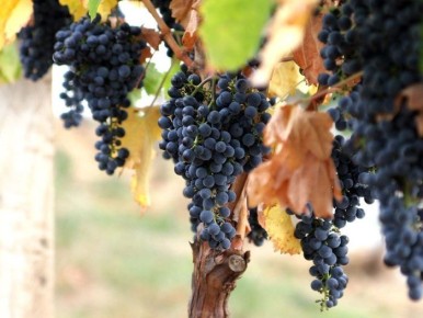 Виноград Александроули: идеалы вкуса и мастерства в вине