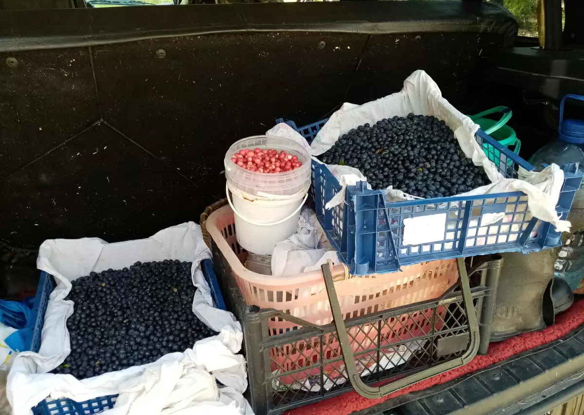 Как август удивит погодными сюрпризами: народные приметы и метеопрогнозы