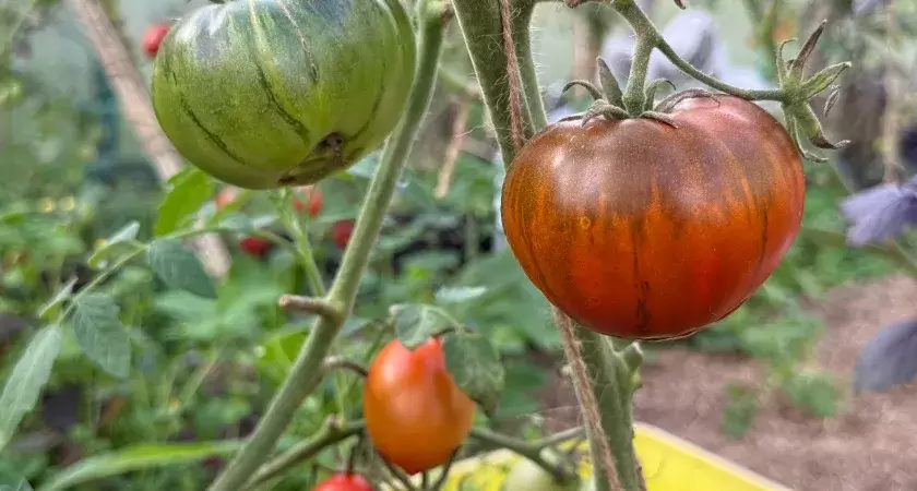 Томаты, которые всегда радуют