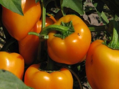 Как правильно ухаживать за перцем: секреты успешного роста