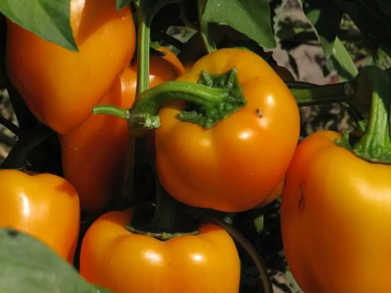 Как правильно ухаживать за перцем: секреты успешного роста