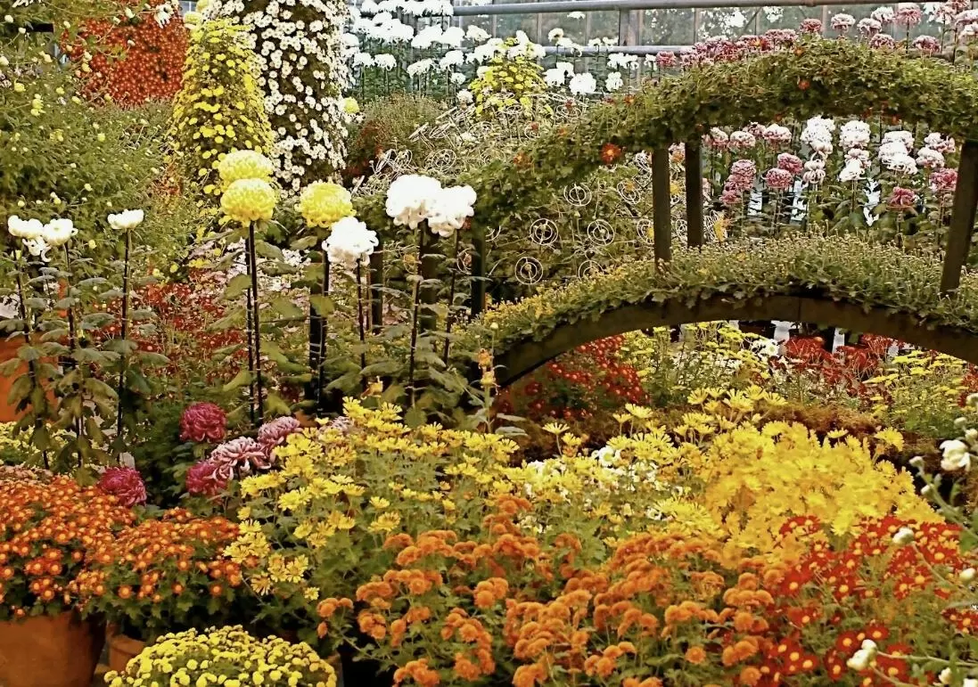 Как создать яркую клумбу, которая будет радовать до самой зимы