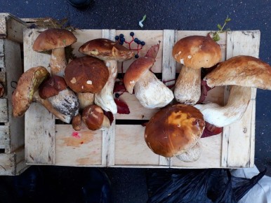 Как безопасно собирать весенние грибы: советы эксперта