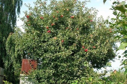 Яблоня Пепин шафранный: ключ к богатому урожаю из вашего сада