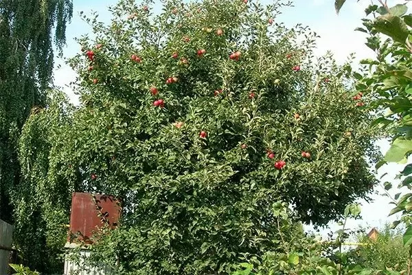 Яблоня Пепин шафранный: ключ к богатому урожаю из вашего сада