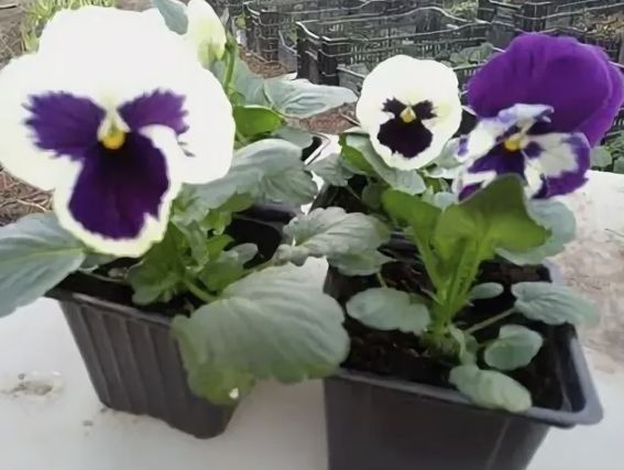 ����� ��� �����: ��� ��������� ����������� ������� � �������� ��������