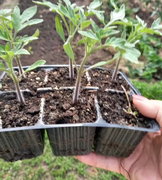 Эксперимент с томатами: из магазинного плода в саду