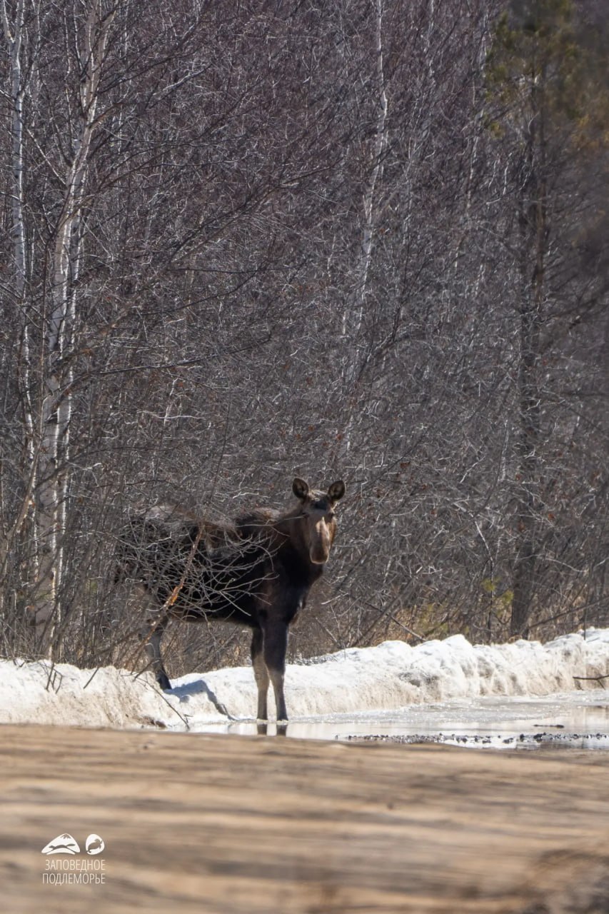 Очаровательная лосиха подглядывала за фотографом в Забайкальском нацпарке Очаровательная лосиха подглядывала за фотографом в Забайкальском нацпарке