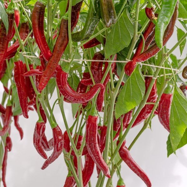 ����� ������: ������ ���� � ����������� �������� � ���������� ��� ����������� �������